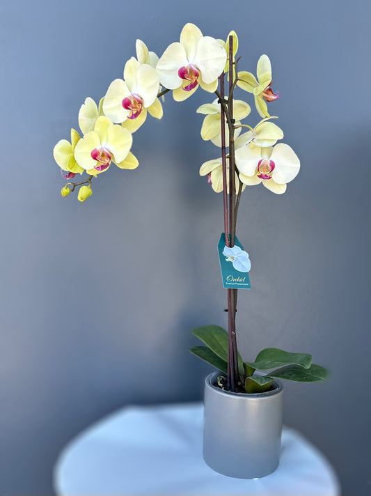 Orchid Plant - Assorted Colours